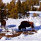Yellowstone National Park, Wyoming, USA
